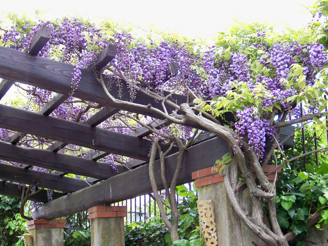 pergola